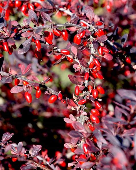 red berberis bush